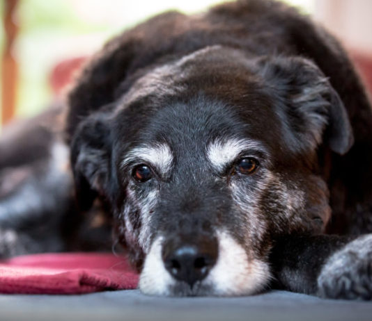Alimentazione del cane anziano: 5 cose da sapere alimentazione del cane anziano