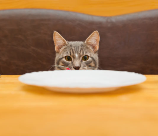 Alimenti corretti per il gatto, consigli e trucchi su come sceglierli alimenti corretti per il gatto insetti