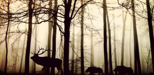 Animali indesiderati e lotta ai danni: il dibattito continua animali indesiderati