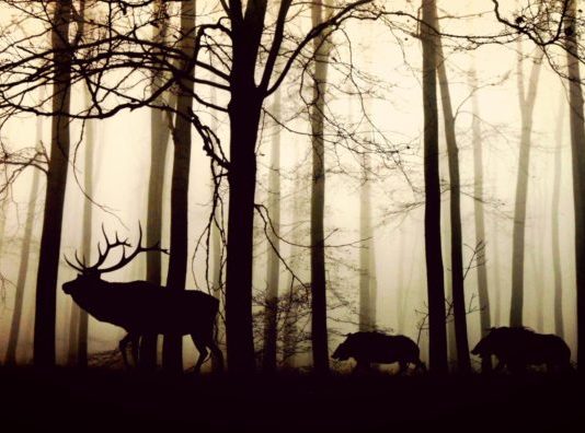 animali indesiderati