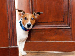 cane da guardia_jack russel