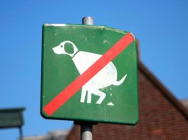 Il mio cane ha feci troppo molli: quali possono essere le cause? cane ha feci troppo molli deiezioni cani