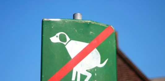 cane ha feci troppo molli deiezioni cani