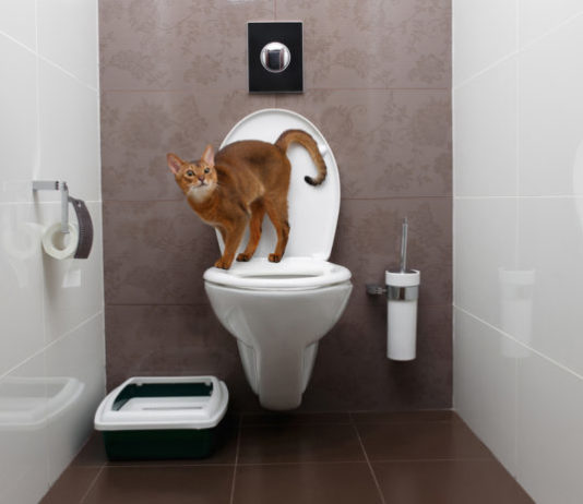 Perché il mio gatto non “elimina” più nella cassetta igienica? cassetta igienica