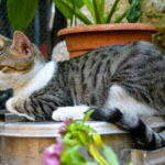 cat museum – Minsk – Bielorussia