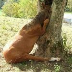 cavallo incastrato tra gli alberi
