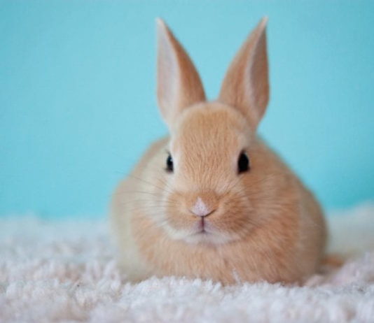 🐰Il coniglio: anatomia, alimentazione e gestione in casa 🏠 coniglio