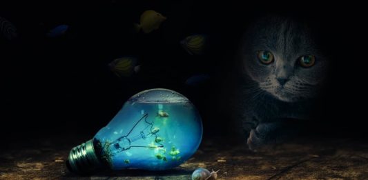 3 particolari curiosità sui gatti che forse ancora non conosci curiosità sui gatti