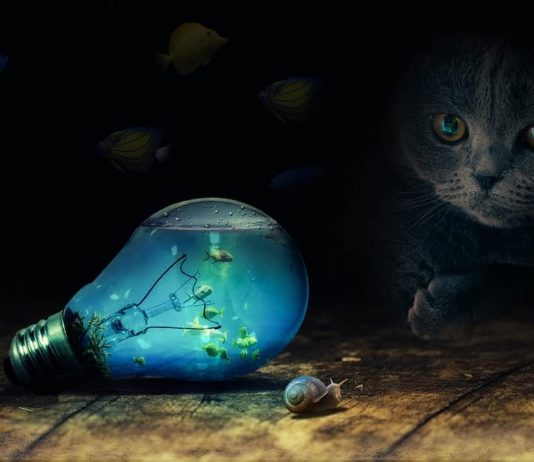 curiosità sui gatti