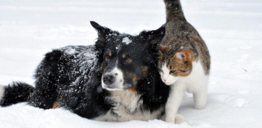 emergenza maltempo e animali