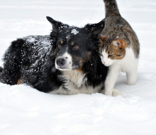 Maltempo e animali: i suggerimenti di Enpa per affrontarlo nel modo giusto emergenza maltempo e animali