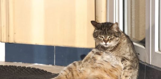 epic fail di un gatto seduto