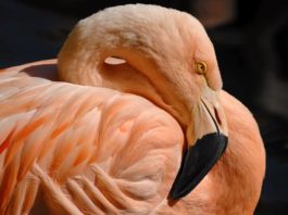 fenicottero rosa