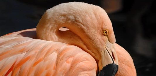 fenicottero rosa