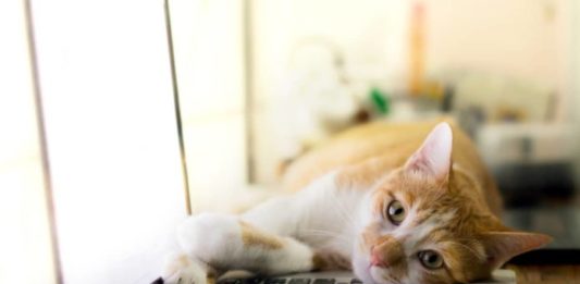 Gatti e pc: immagini dello strano rapporto tra loro e la tecnologia gatti e pc