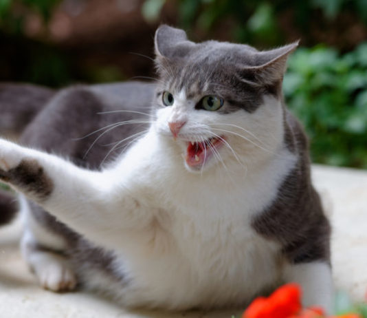 gatto aggressivo