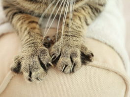 graffi del gatto