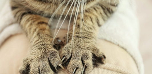 graffi del gatto