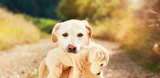 Gravidanza isterica nel cane: 5 regole da ricordare gravidanza isterica nel cane