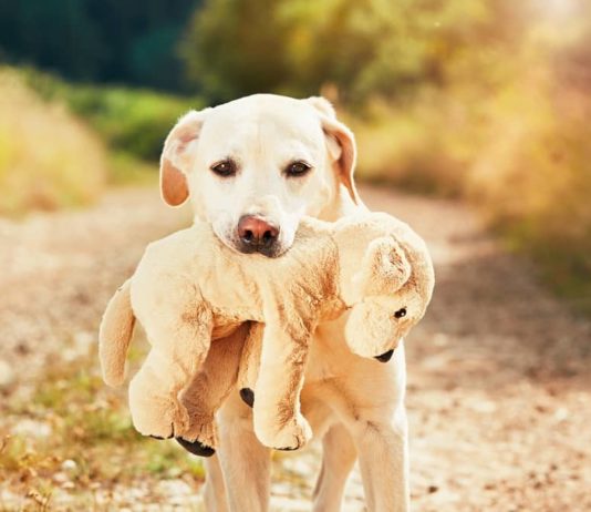 gravidanza isterica nel cane