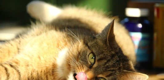 il gatto mostra i propri sentimenti