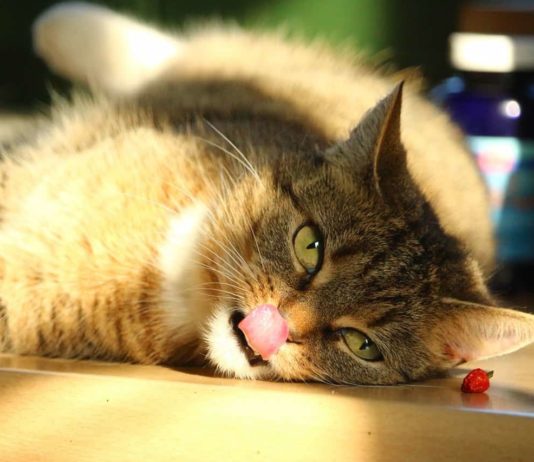 Il gatto mostra i propri sentimenti con le espressioni facciali il gatto mostra i propri sentimenti