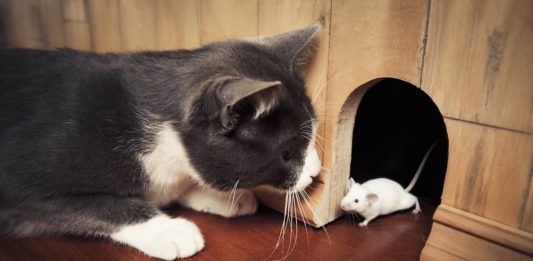 il gatto terrorizza i topi