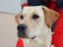 Labrador Tie Hsiung: il cane dal super fiuto eroe nel terremoto labrador