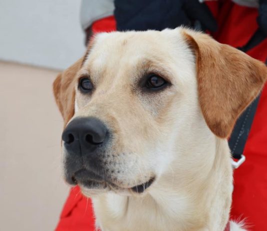 labrador