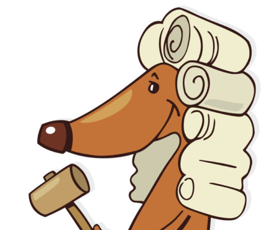 maltrattamento animale