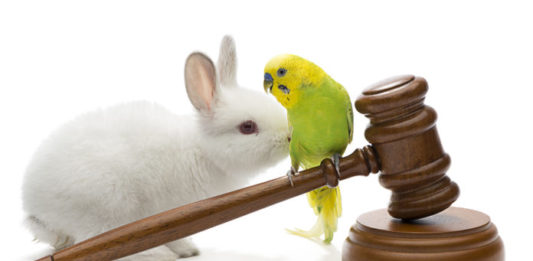 Maltrattamento degli animali, verso la non punibilità? maltrattamento tutela degli animali