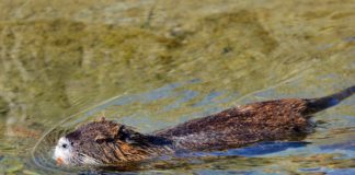 nutria
