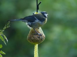 nutrire gli uccelli