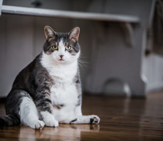 obesità nel gatto