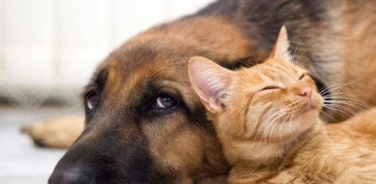 La convivenza di cani e gatti diffonde i parassiti gastrointestinali? convivenza di cani e gatti diffonde i parassiti