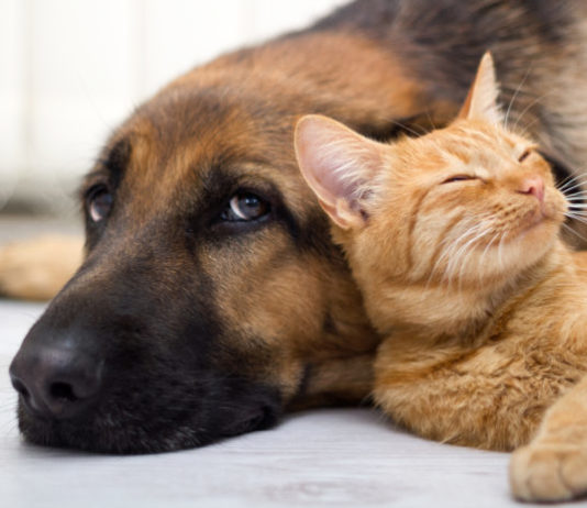 La convivenza di cani e gatti diffonde i parassiti gastrointestinali? convivenza di cani e gatti diffonde i parassiti