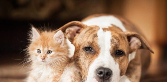 Parassitosi: che ruolo rivestono nelle patologie gastroenteriche? patologie gastroenteriche