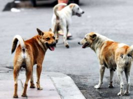 Quanti sono i cani randagi in Italia? Il caso Sciacca quanti sono i cani randagi
