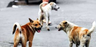 quanti sono i cani randagi