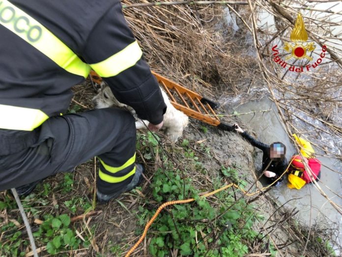 ragazza cade in Arno per salvare il cane ragazza cade in Arno per salvare il cane