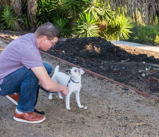 Gli animali come fonte di risarcimento del danno non patrimoniale risarcimento del danno