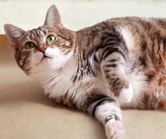 ritornare in forma con l'alimentazione