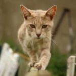 scegliere un gatto 2