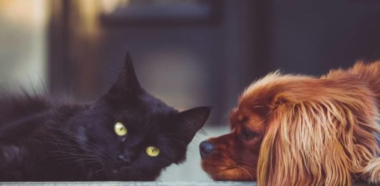 scegliere un gatto