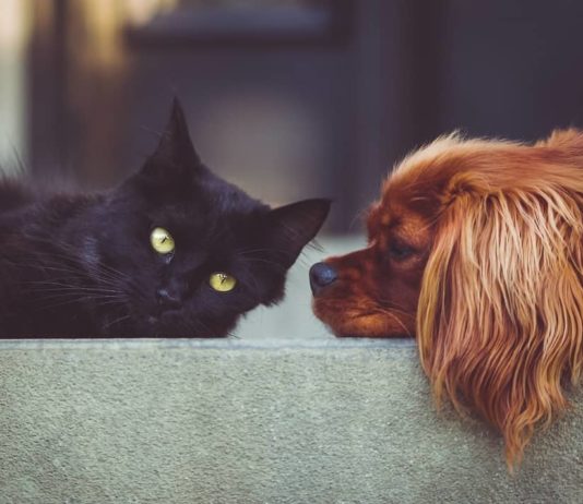 scegliere un gatto