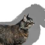 scegliere un gatto 9