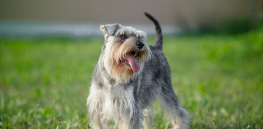 schnauzer nano