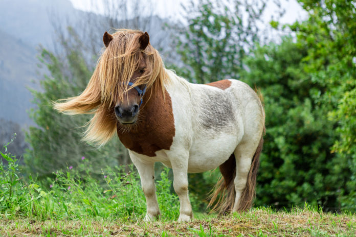 pony pony