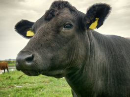 bovino