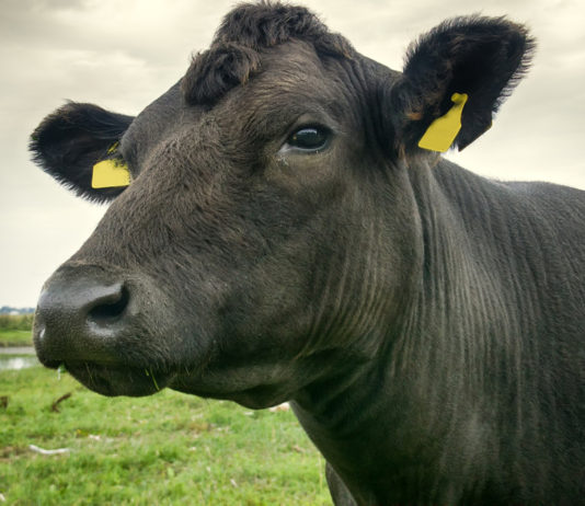 Polonia: bovino fugge dal macello e nuota libero verso un’isola deserta bovino